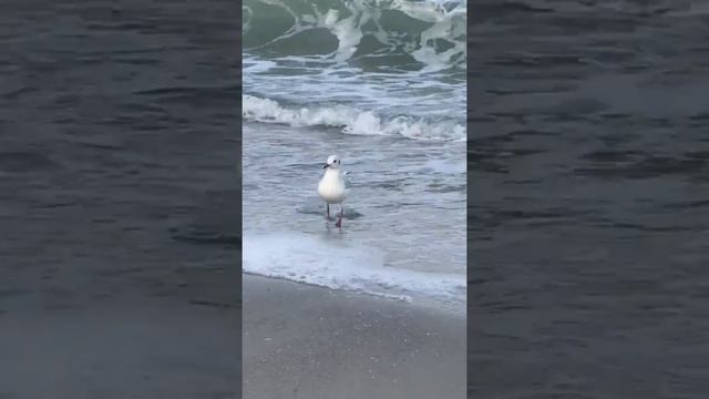 ПРИРОДА. Чайка на Чёрном море смотреть онлайн