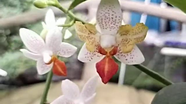 Phalaenopsis Mini Mark 'Peloric' смотреть онлайн