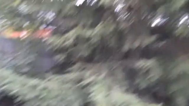 #садовыйэкспресс #вяхирь #витютень / Дикий голубь вяхирь на дачном участке. Редкое явление смотреть онлайн