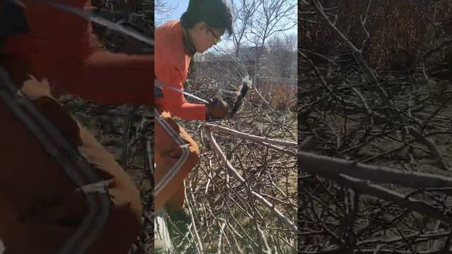 Швейцарский кусторез - удобный инструмент, чтобы рубить ветки смотреть онлайн