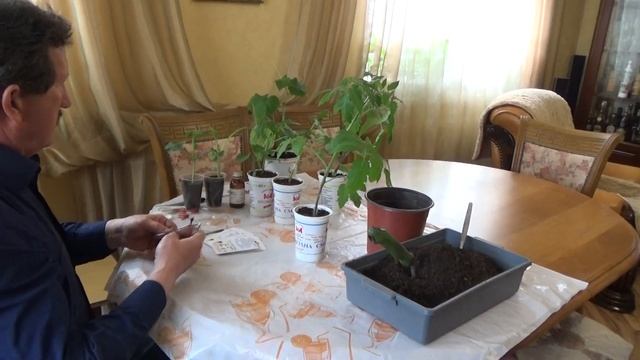 Прививка томатов на специальные подвои.