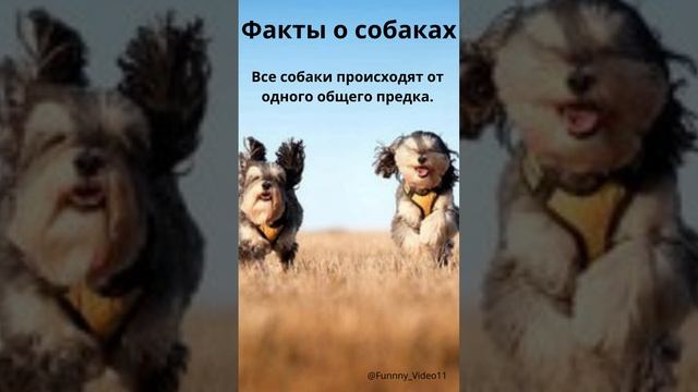 Факт о собаках №7 ❤️?подробнее в описании #животные#факты#интересно#новое#reels#animals#facts#собак смотреть онлайн