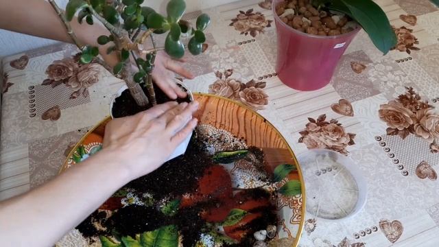 Денежное дерево в ВЕРБНОЕ ВОСКРЕСЕНЬЯ Что будет если его пересадить Приметы и обычаи смотреть онлайн