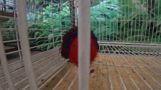 Этнографический музей, контактный зоопарк смотреть онлайн