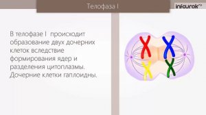 Половое размножение  Мейоз | Биология 9 класс #12 | Инфоурок