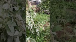 Малина АМИРА- ШОК!