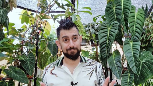 Uncommon Weird Houseplants Part 2 | Unique Plants to add to your collection | Not the usual aroids смотреть онлайн