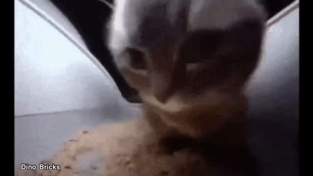 Chipi Chipi Chapa Song By Christell Lyrics video смотреть онлайн