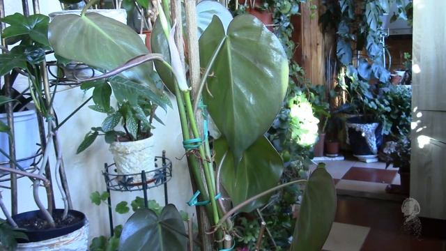 ФИЛОДЕНДРОН ЛАЗЯЩИЙ. КАК НАРАСТИТЬ ХОРОШИЕ КОРНИ? смотреть онлайн