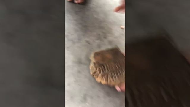 Weird thing part 1 смотреть онлайн