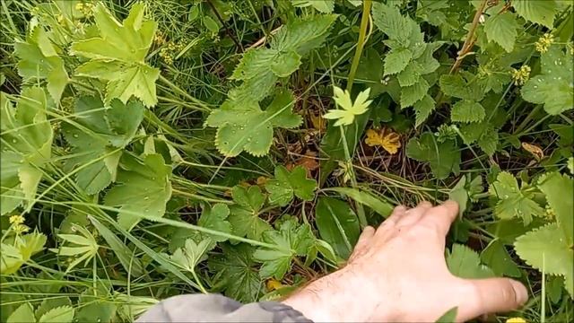 Ночная фиалка или Любка двулистная. Орхидея наших северных лесов. смотреть онлайн