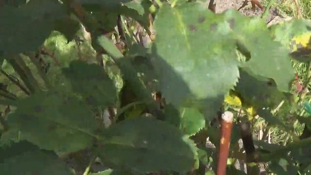 Моя Любимая Дача.Конец Августа.МОРЕ ЦВЕТОВ. смотреть онлайн