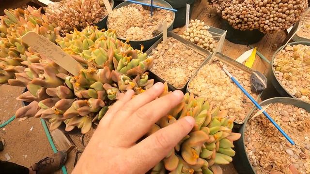 LEGENDARY #GREENHOUSE TOUR AT @mesagarden2285 #CACTUS #CONOPHYTUM