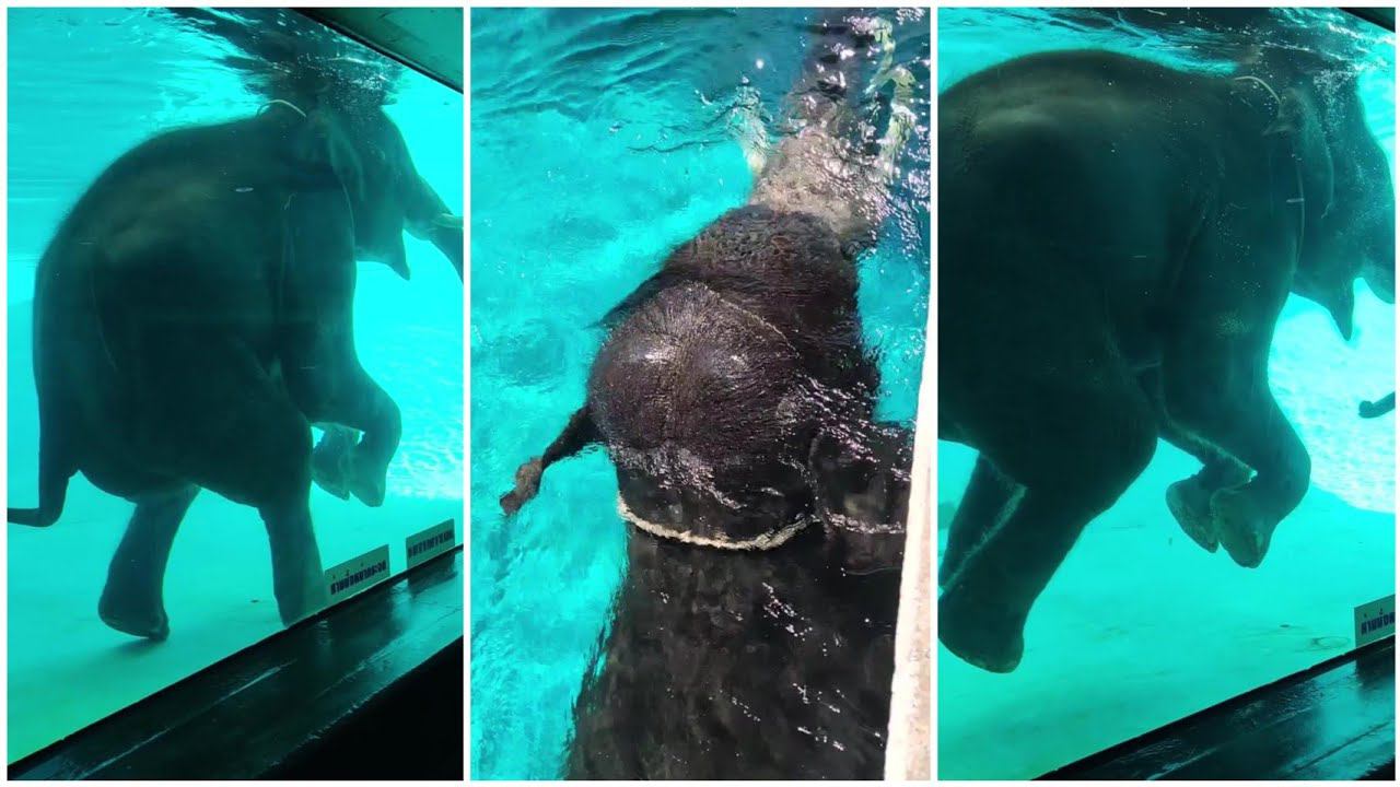 Как слоны плавают?