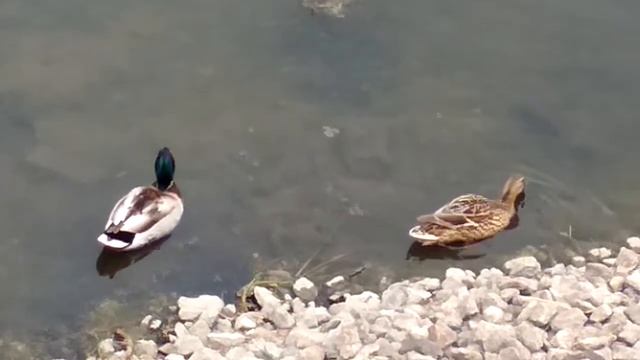 Дикие утки в городе. смотреть онлайн