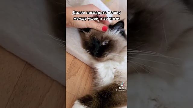 как правильно гладить кошку? смотреть онлайн