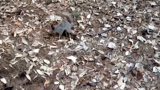 Белочка так и заманивает в лес - Чудо БЕЛКА #ЗВЕРОПОЛИС!