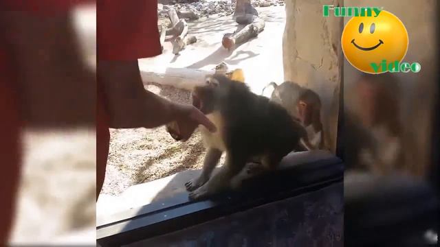 Самое смешное и лучшее видео, до слёз, про людей, животных и неудачи, видео 2021, приколы, ТОП, 17 смотреть онлайн