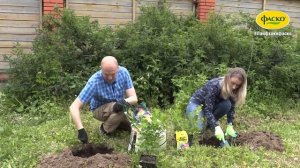 Посадка крыжовника