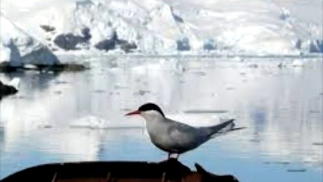 Тваринний світ Антарктиди. Ссавці. Птахи. смотреть онлайн