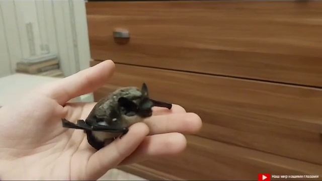 Ручная Летучая Мышь смотреть онлайн