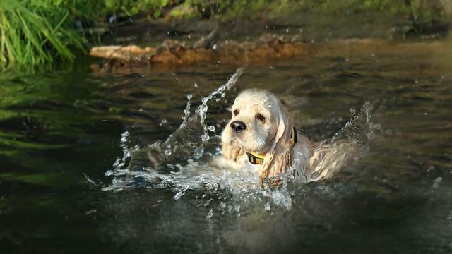 Движение кругов в воде
