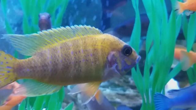 Анциструс обыкновенный+ред.Хаплохромис Джексона,Аулонокара Бенша, Пиндани Альбино. смотреть онлайн