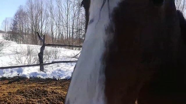 ВСЕ ЛЮДИ СМЕЯЛИСЬ, А МЫ НА ЭТОМ ЗАРАБАТЫВАЕМ ДЕНЬГИ КУПИЛИ ДОМ В ДЕРЕВНЕ #деревня #животные #дом смотреть онлайн
