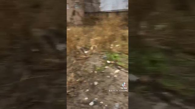 Спасение и помощь бездомным животным. смотреть онлайн