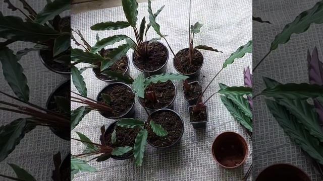 Мои новинки калатея руфибарба, деление куста, размножение, грунт. смотреть онлайн