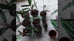 Мои новинки калатея руфибарба, деление куста, размножение, грунт.