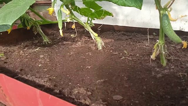 23 июня 2021 г.