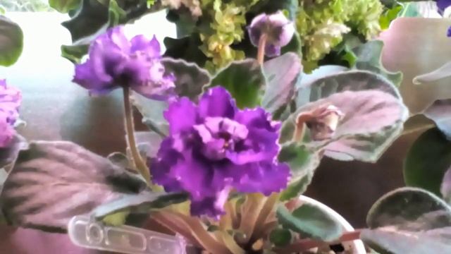 Фиалки сорт, спорт, фэнтези. Фиалка два в одном. смотреть онлайн