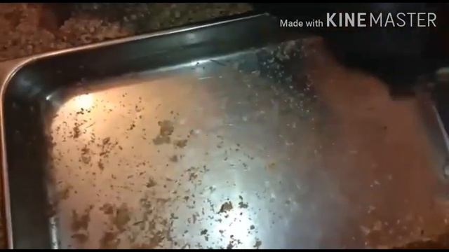 Прокололи поросят. Козы. Поросята начинают самостоятельно кушать. смотреть онлайн