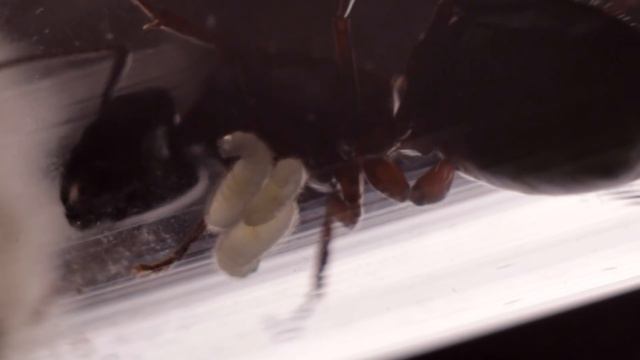 =Муравьиная ферма= Новости из муравейника [4 серия] смотреть онлайн