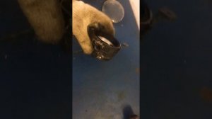 Снятие стекл с противотуманных фар! Всё Просто!