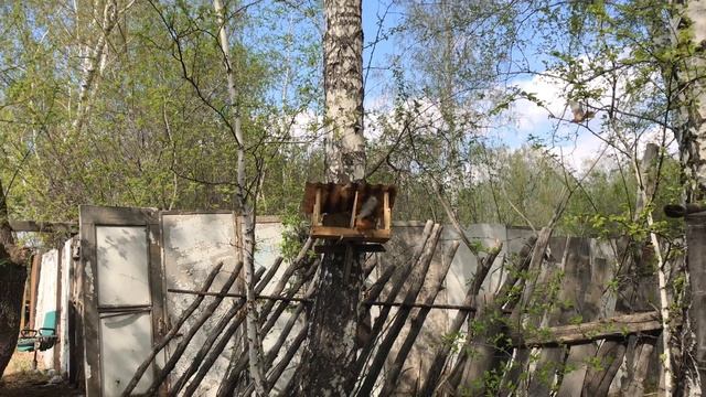 В нашем синичнике поселились дрозды. Ждём птенцов смотреть онлайн