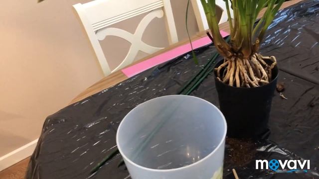 Пересадка цимбидиума?. Небольшой обзор. смотреть онлайн