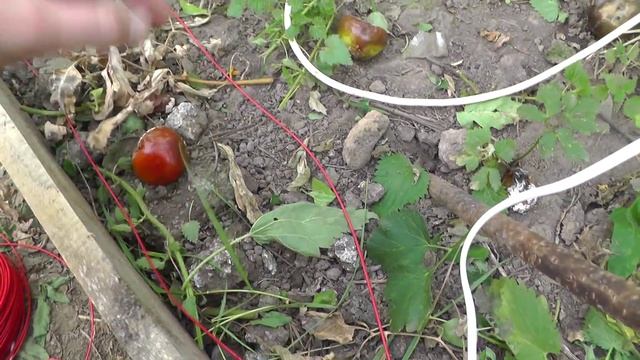 Подогрев земли в теплице осенью (почву греем) Часть 1 смотреть онлайн