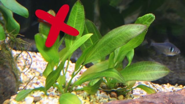 Ancistrus dolichopterus ✔ смотреть онлайн