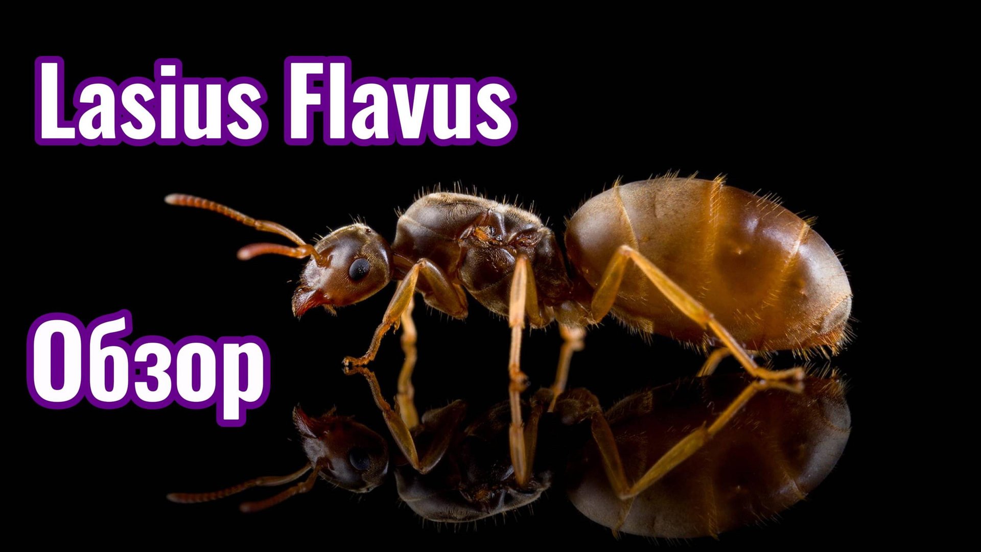 Муравьиная ферма. Lasius Flavus + Bonus (Camponotus Aethiops)