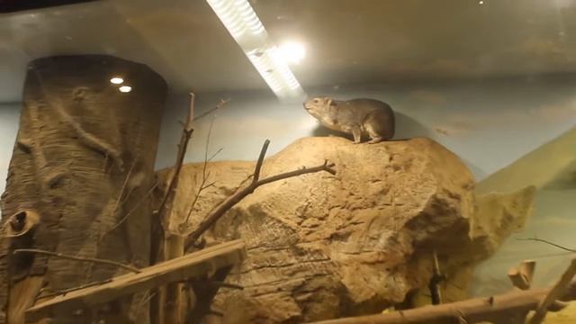 Предки слонов смотреть онлайн