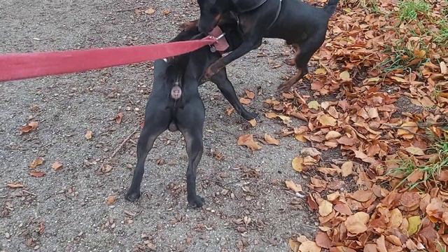 Patterdale Vs. German Jagd Terrier + Irish Soft Coated Wheaten Terriers Estacado Fell working dogs смотреть онлайн