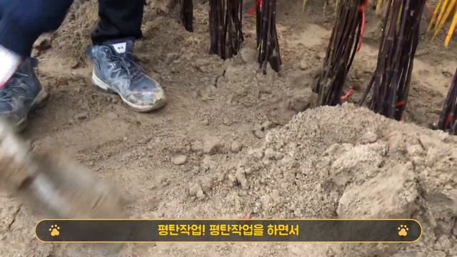 사계절내내 붉은 단풍나무,사계홍단풍(블러드굿)묘목 입고!/Daelim Nursery(Bloodgood, Acer palmatum var. amoenum(Carrière) Ohwi смотреть онлайн