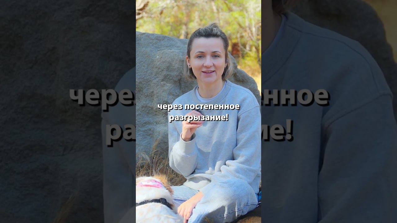 Что давать щенку при смене зубов? #shorts смотреть онлайн