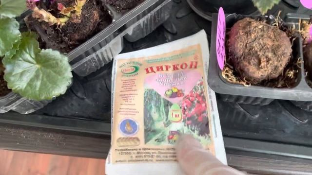 Что делать, если клубневые бегонии не проснулись смотреть онлайн