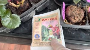 Что делать, если клубневые бегонии не проснулись