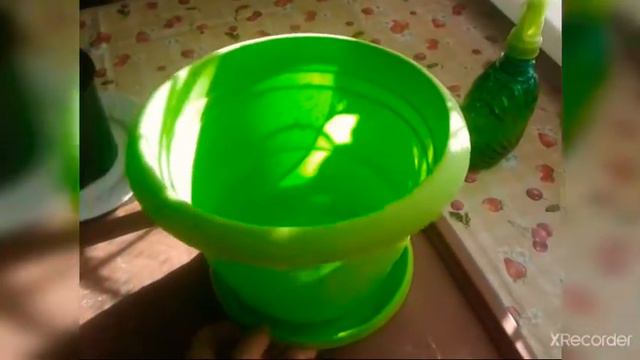 Лимон и Мандарин из косточки☺ смотреть онлайн
