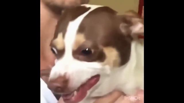 Funny Dank Memes V13 ( ACTUALLY FUNNY memes compilation) смотреть онлайн