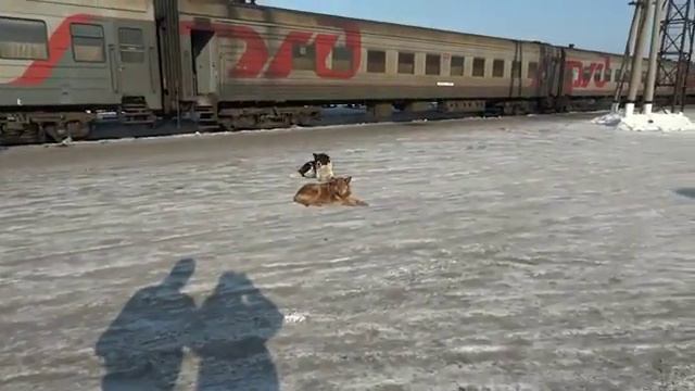 Отпугиватель собак смотреть онлайн